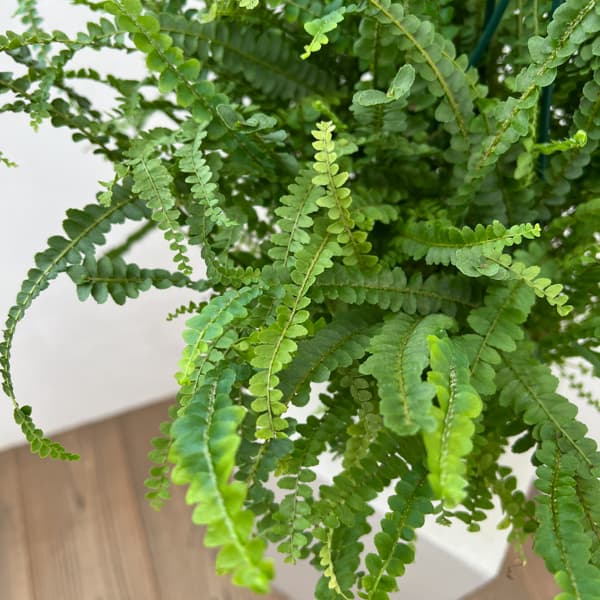 ネフロレピス：ダッフィー　5号吊り鉢植え