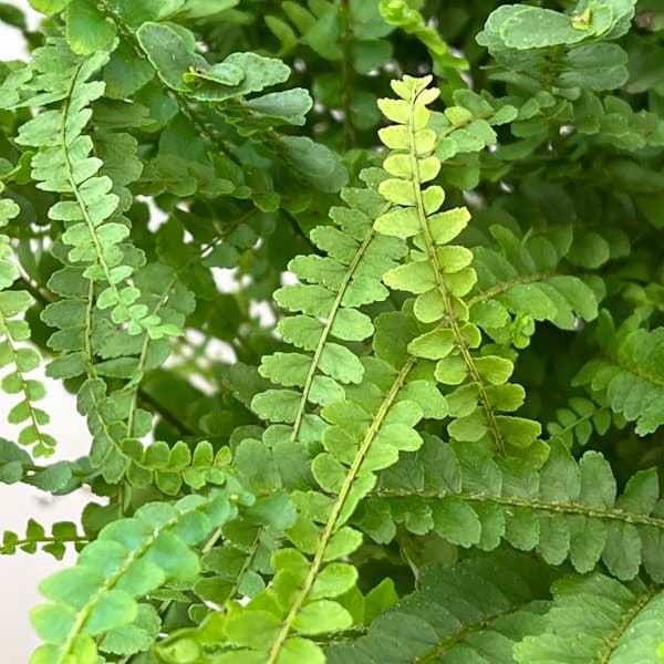 ネフロレピス：ダッフィー　5号吊り鉢植え