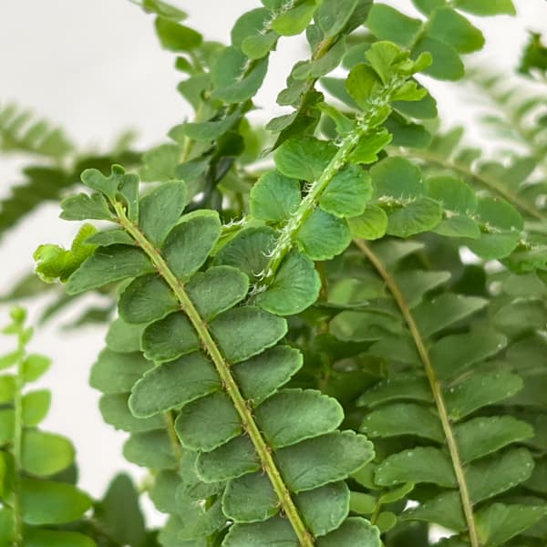 ネフロレピス：ダッフィー　5号吊り鉢植え