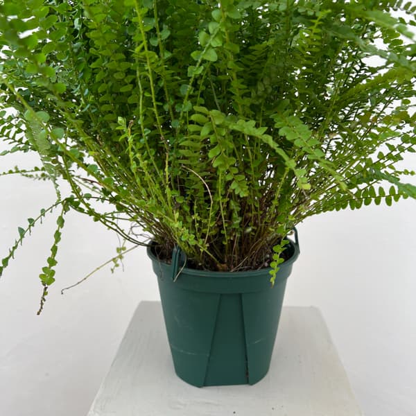 ネフロレピス：ダッフィー　5号吊り鉢植え