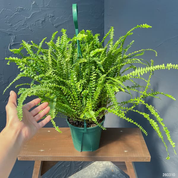 ネフロレピス：ダッフィー　5号吊り鉢植え