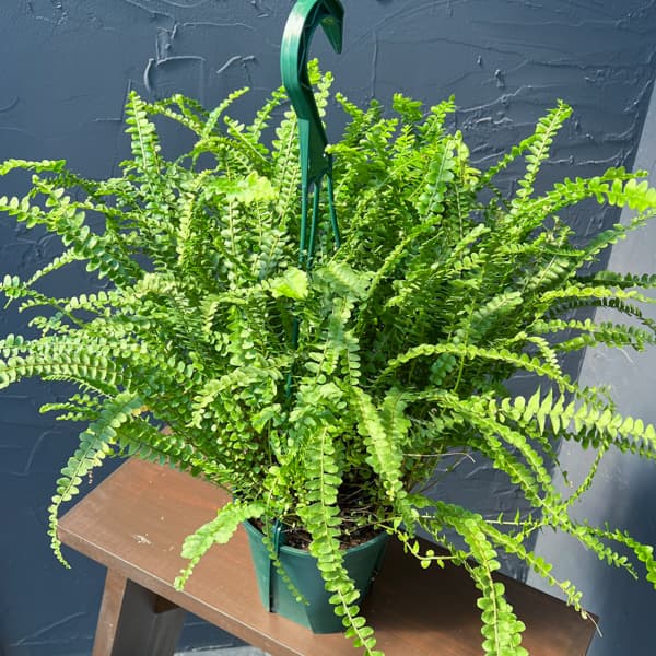 ネフロレピス：ダッフィー　5号吊り鉢植え