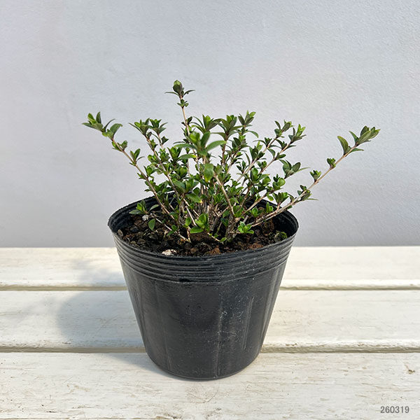 ハクチョウゲ（白丁花）：八重咲き4号ポット