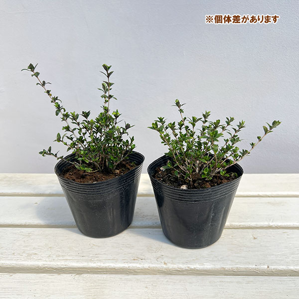 ハクチョウゲ（白丁花）：八重咲き4号ポット