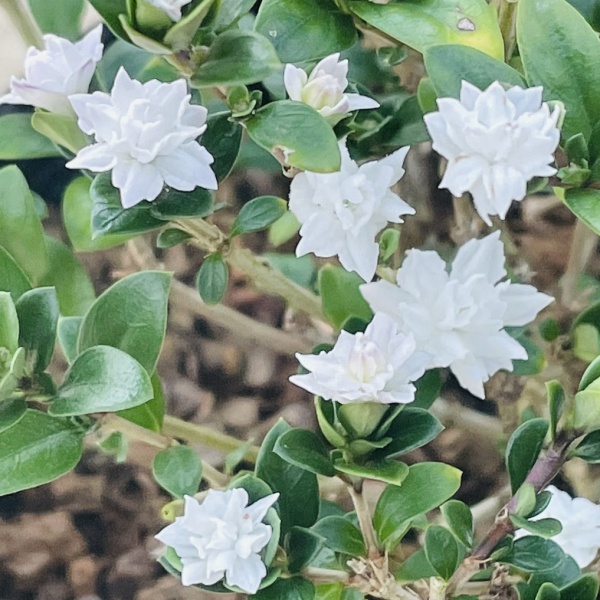 ハクチョウゲ（白丁花）：八重咲き4号ポット