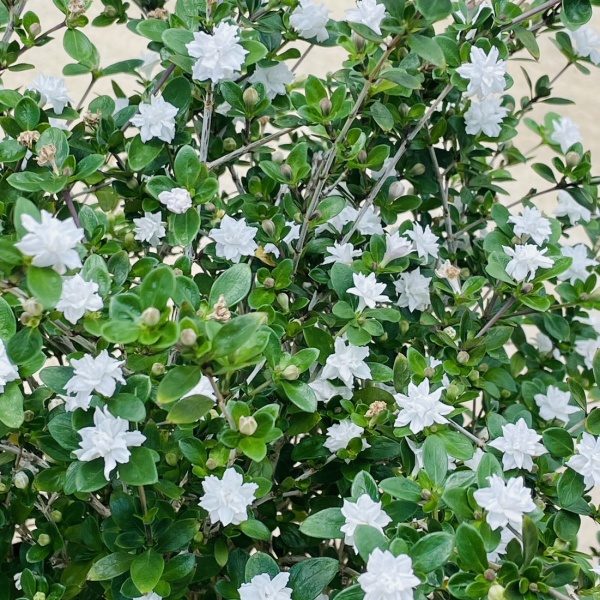 ハクチョウゲ（白丁花）：八重咲き4号ポット