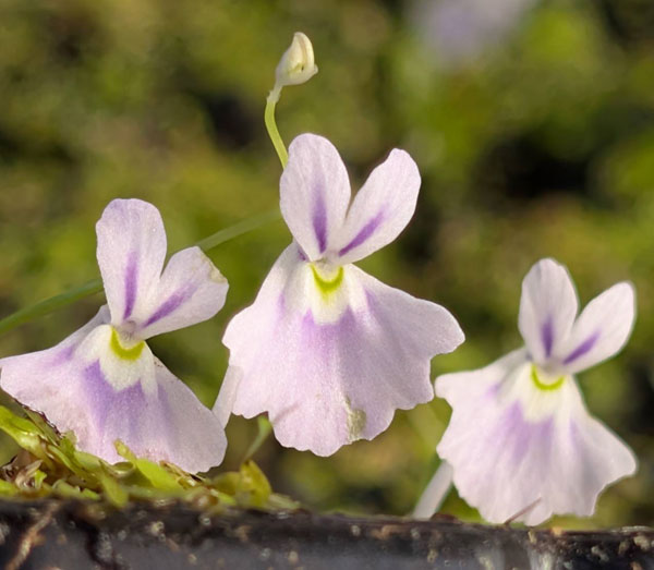ウサギゴケ（兎苔）2号ポット