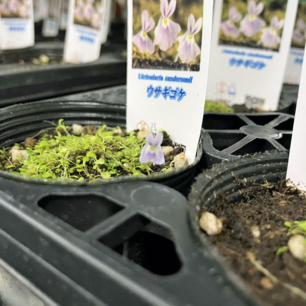 ウサギゴケ（兎苔）2号ポット