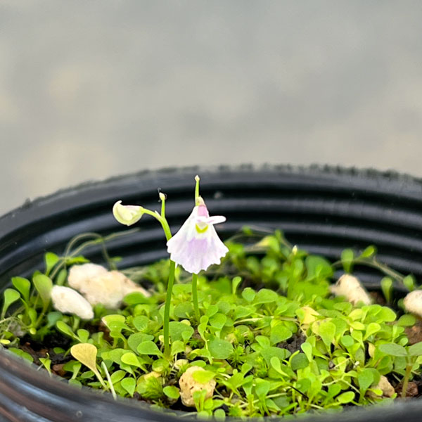 ウサギゴケ（兎苔）2号ポット