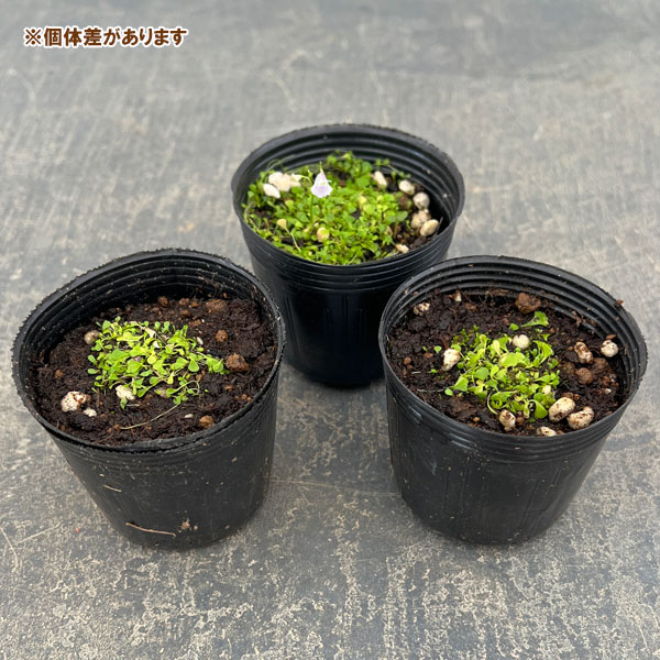 ウサギゴケ（兎苔）2号ポット