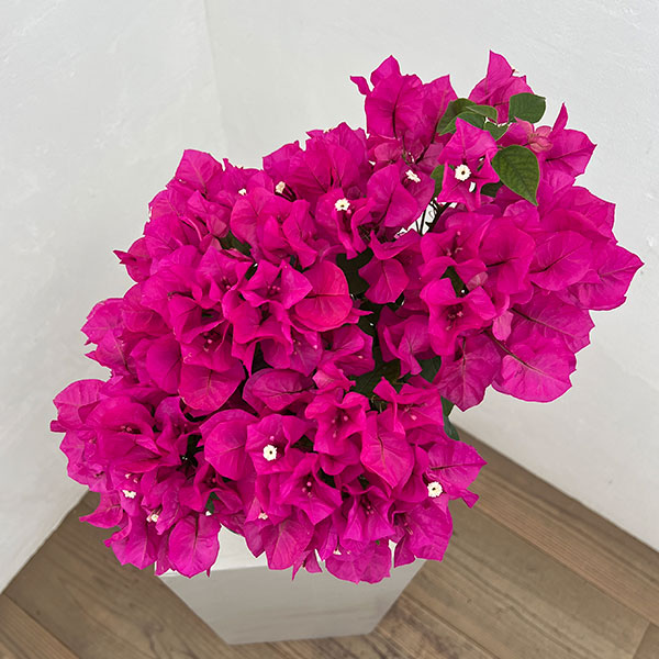 ブーゲンビレア：ベラ（濃桃色）5号鉢植え
