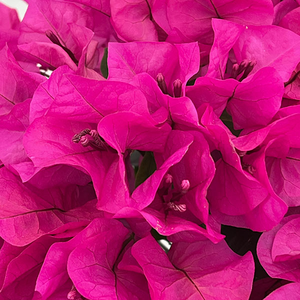 ブーゲンビレア：ベラ（濃桃色）5号鉢植え