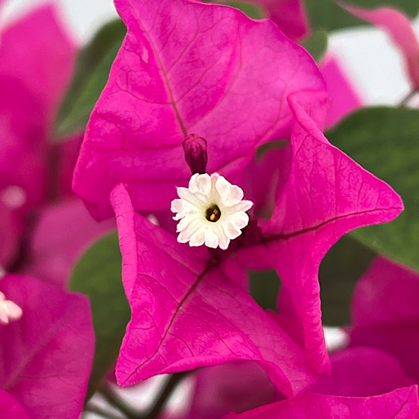 ブーゲンビレア：ベラ（濃桃色）5号鉢植え