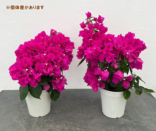 ブーゲンビレア：ベラ（濃桃色）5号鉢植え