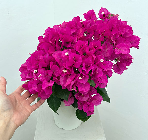 ブーゲンビレア：ベラ（濃桃色）5号鉢植え