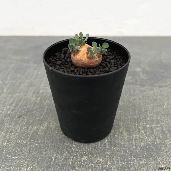 オトンナ：カカリオイデス　3号鉢植え