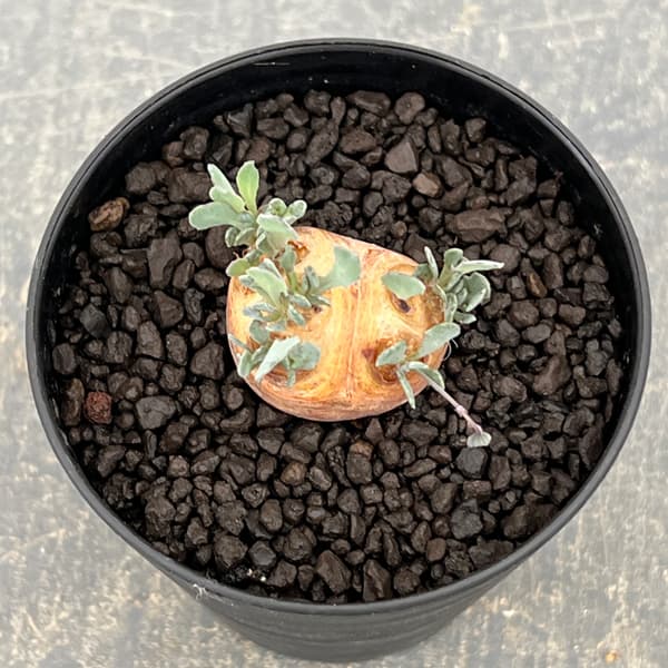 オトンナ：カカリオイデス　3号鉢植え