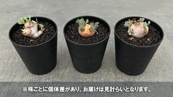 オトンナ：カカリオイデス　3号鉢植え