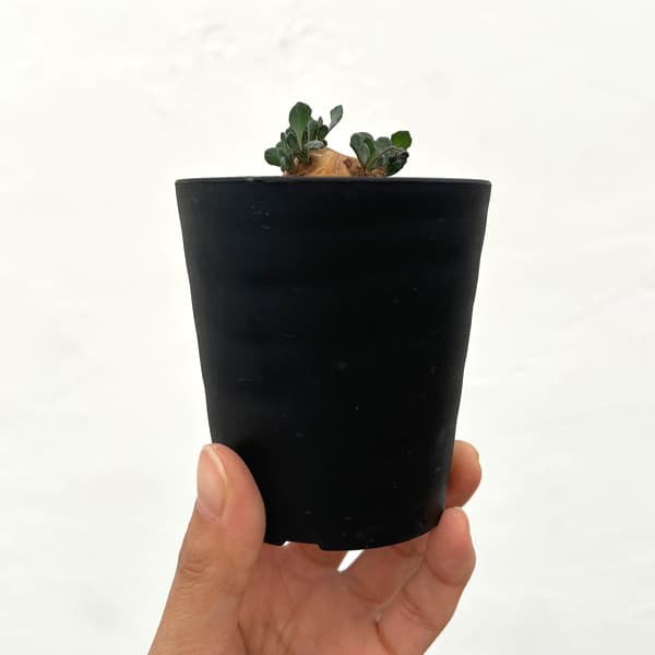 オトンナ：カカリオイデス　3号鉢植え