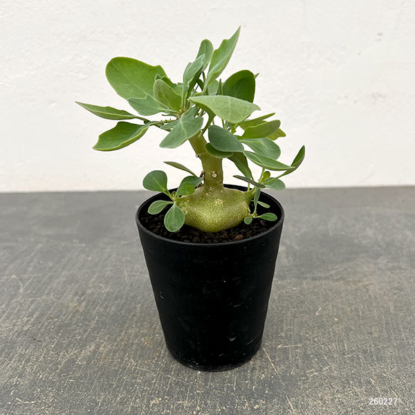 オトンナ:トリプリネルビア 3号鉢植え*