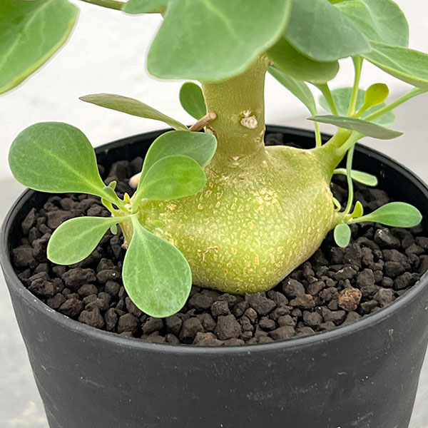 オトンナ:トリプリネルビア 3号鉢植え*