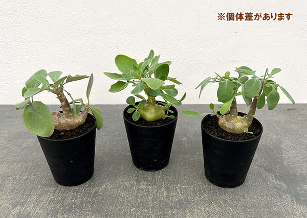 オトンナ:トリプリネルビア 3号鉢植え*