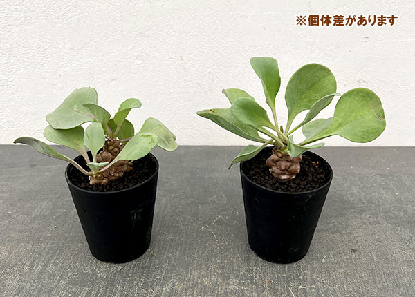 園芸ネット本店｜オトンナ：ヘレー（ヘレイ） 3号鉢植え の通販【公式】