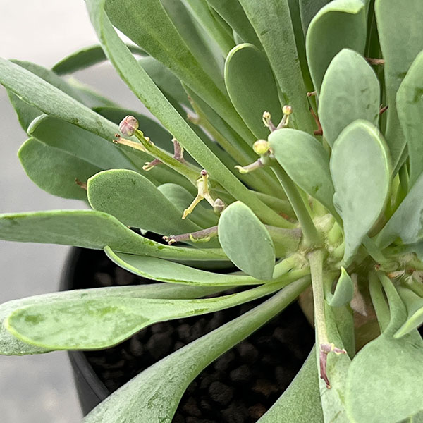 オトンナ:ユーフォルビオイデス(黒鬼城) 3号鉢植え