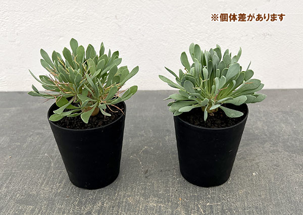 オトンナ:ユーフォルビオイデス(黒鬼城) 3号鉢植え