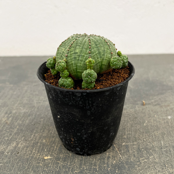 ユーフォルビア：子吹きシンメトリカ　3号鉢植え