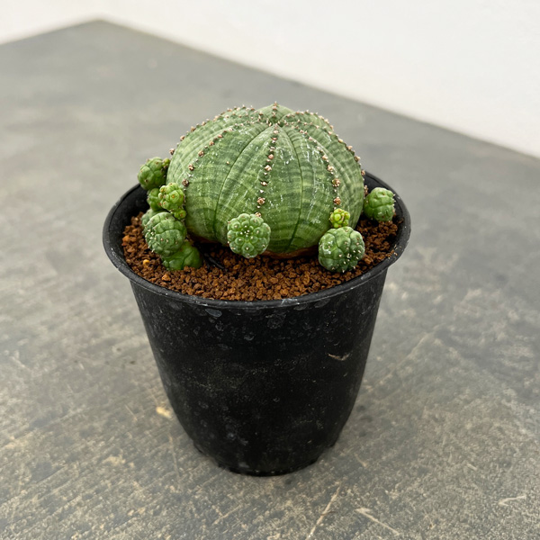 ユーフォルビア：子吹きシンメトリカ　3号鉢植え