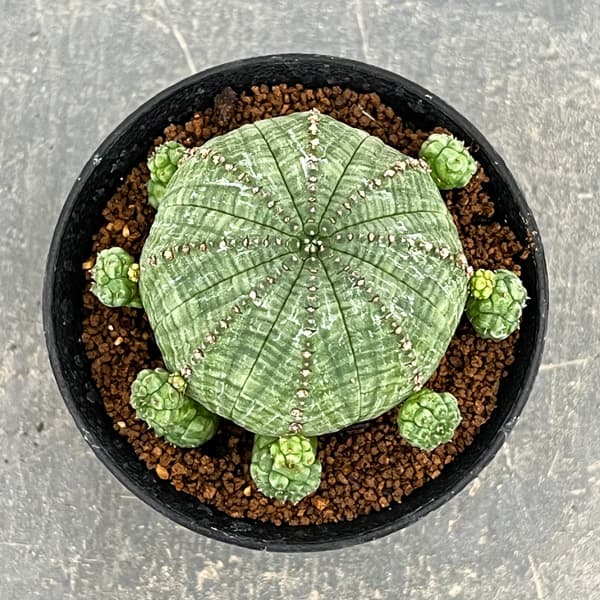 ユーフォルビア：子吹きシンメトリカ　3号鉢植え