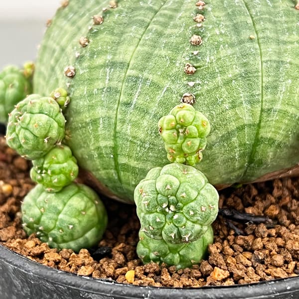 ユーフォルビア：子吹きシンメトリカ　3号鉢植え