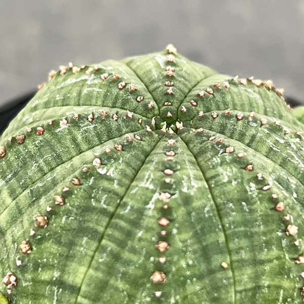 ユーフォルビア：子吹きシンメトリカ　3号鉢植え