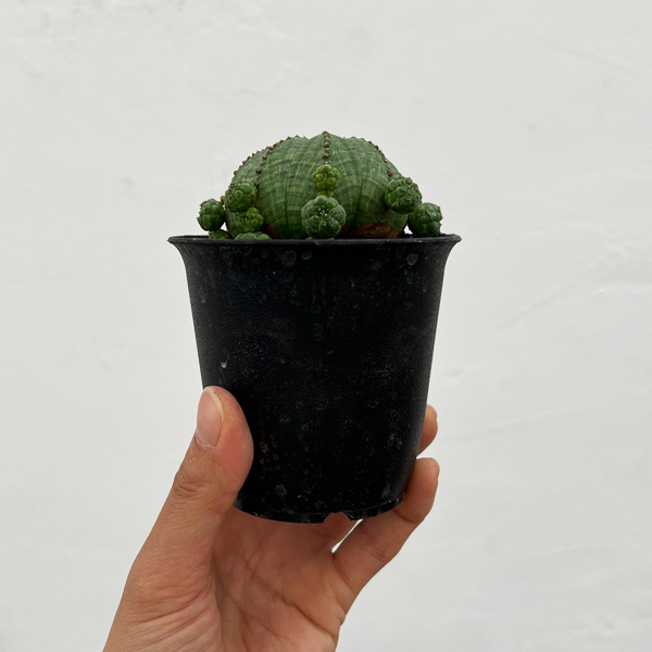 ユーフォルビア：子吹きシンメトリカ　3号鉢植え