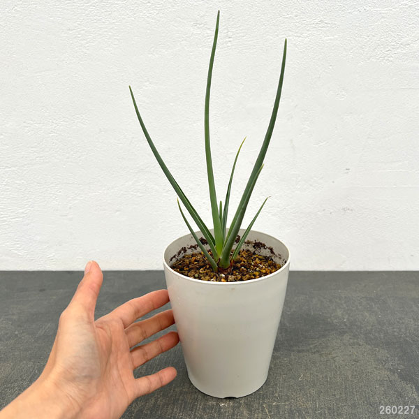 ドラセナ：セルラータ　4号鉢植え（26-01）