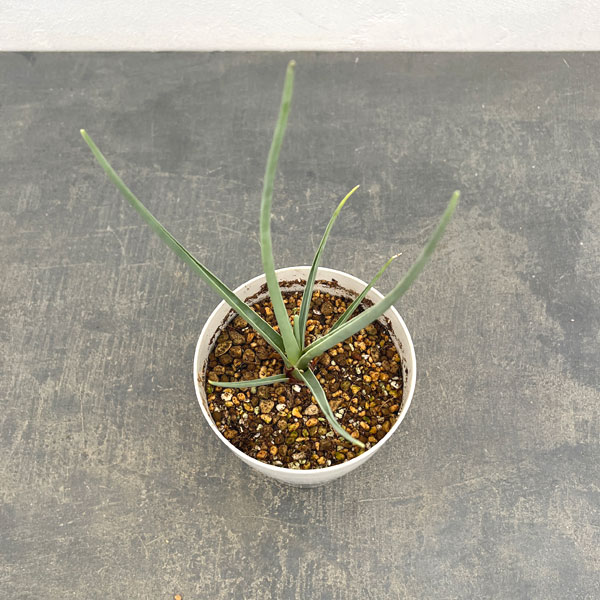 ドラセナ：セルラータ　4号鉢植え（26-01）