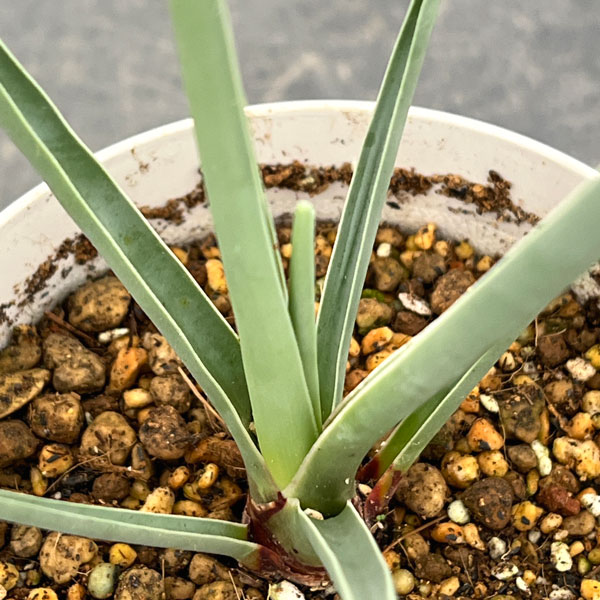 ドラセナ：セルラータ　4号鉢植え（26-01）