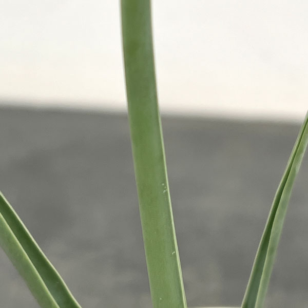 ドラセナ：セルラータ　4号鉢植え（26-01）