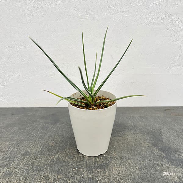 ドラセナ：セルラータ　4号鉢植え（26-02）