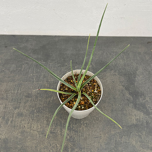 ドラセナ：セルラータ　4号鉢植え（26-02）