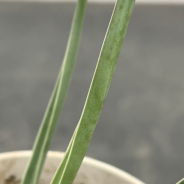 ドラセナ：セルラータ　4号鉢植え（26-02）