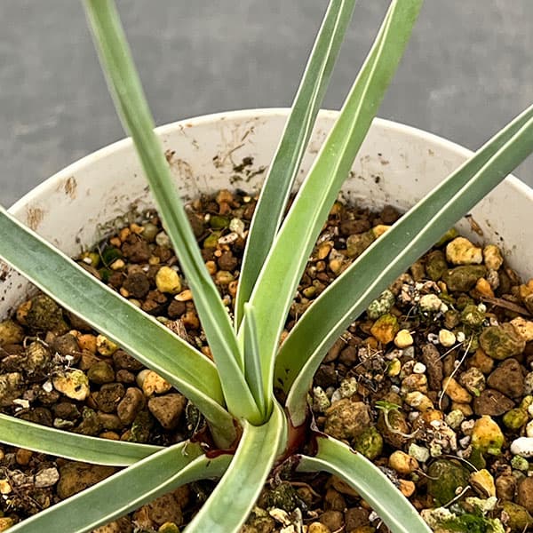 ドラセナ：セルラータ　4号鉢植え（26-02）