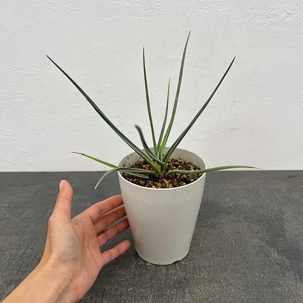 ドラセナ：セルラータ　4号鉢植え（26-02）
