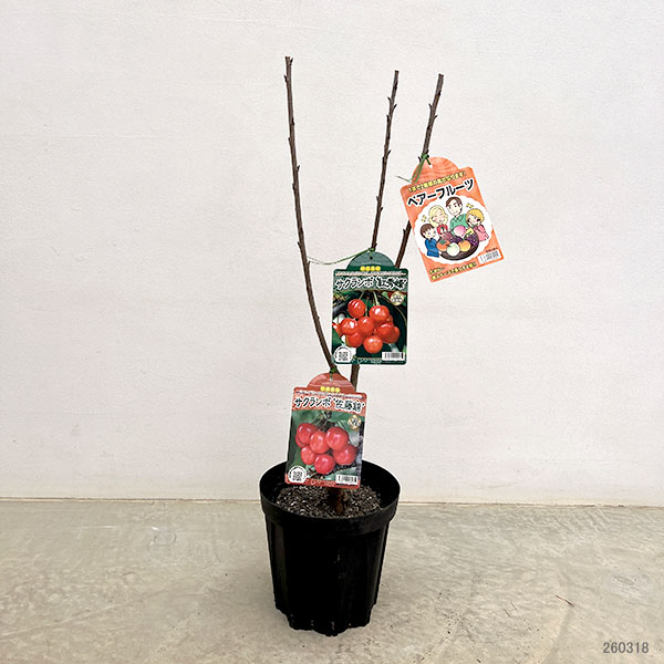 園芸ネット本店｜ペアフルーツ：サクランボ（佐藤錦と紅秀峰）7号