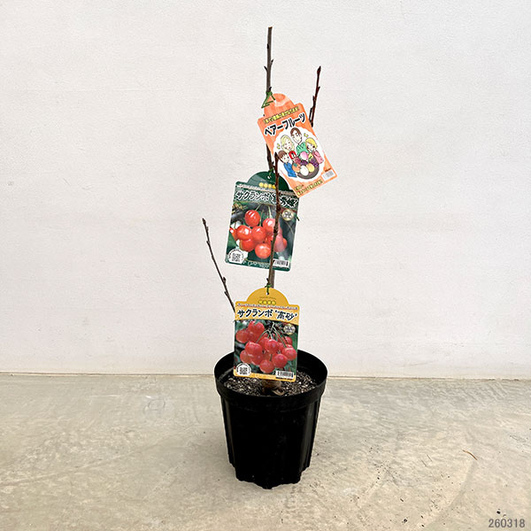 ペアフルーツ:サクランボ(高砂と紅秀峰)7号鉢植え