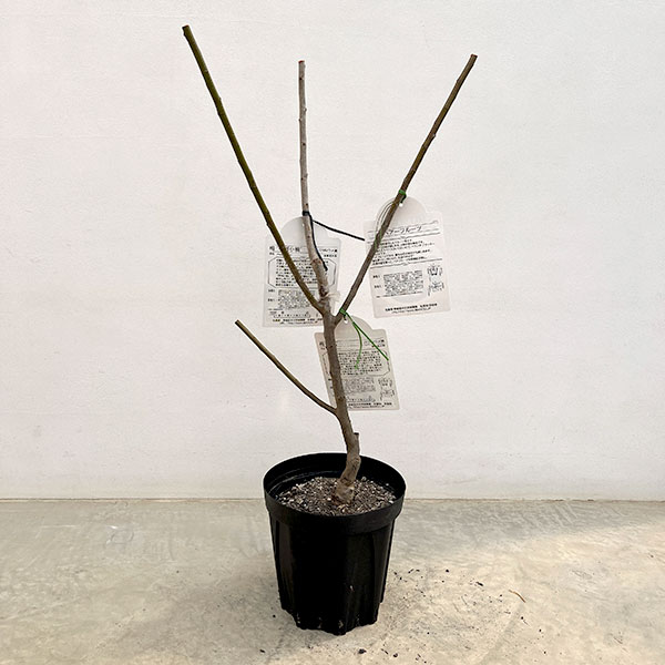 ペアフルーツ:ウメ(南高梅と甲州小梅)7号鉢植え