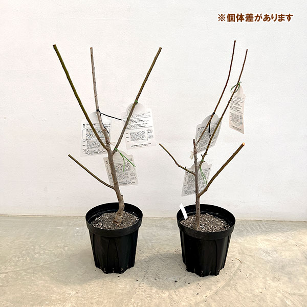 ペアフルーツ:ウメ(南高梅と甲州小梅)7号鉢植え
