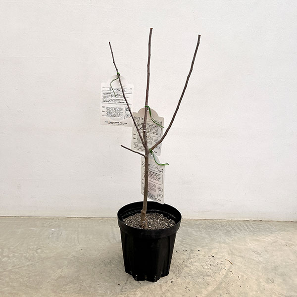 園芸ネット本店｜ペアフルーツ：リンゴ（王林と津軽）7号鉢植え の通販