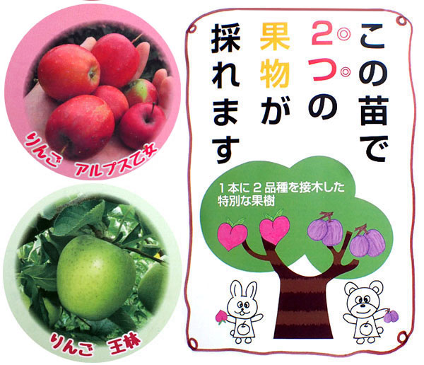 ペアフルーツ：リンゴ（アルプス乙女と王林）7号鉢植え